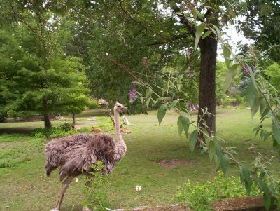 Common Ostrich (Struthio camelus) Memphis Zoo by Lee