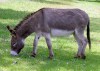 Donkey (Equus africanus asinus) ©WikiC
