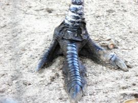 Emu Foot Lowry Pk Zoo
