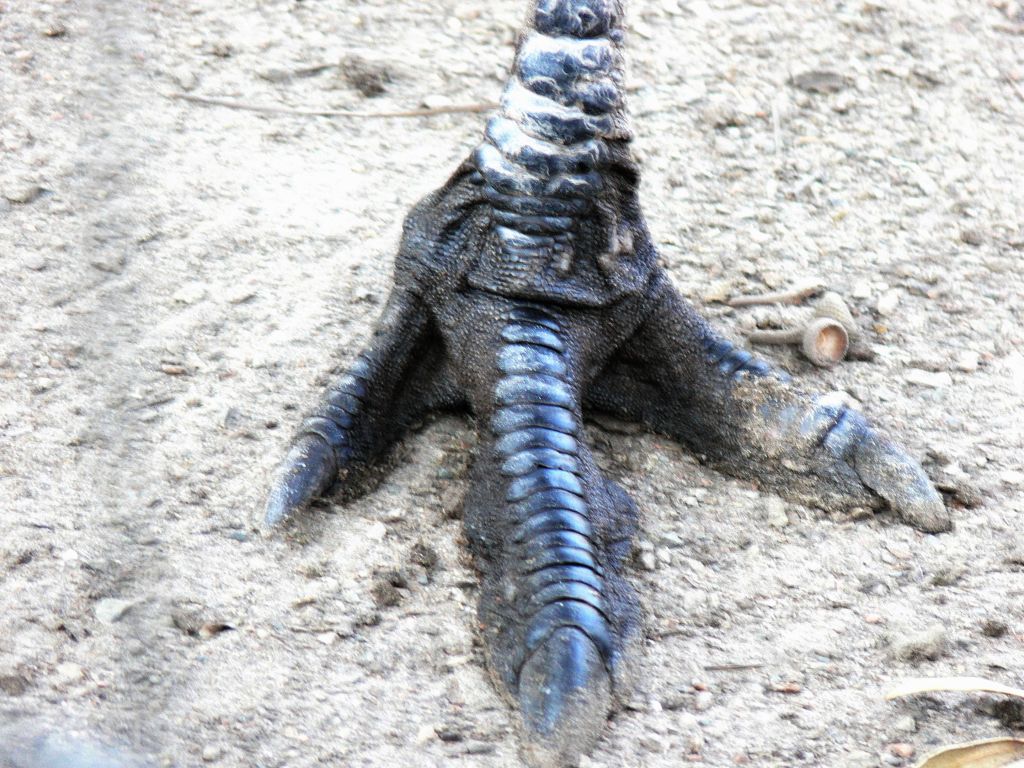 Emu Foot Lowry Pk Zoo