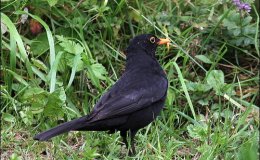 Peter’s Female Blackbird