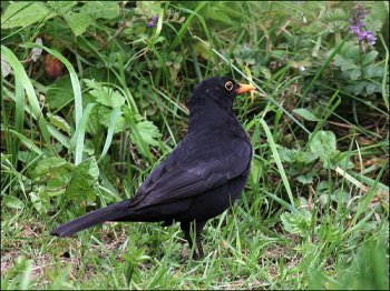 Common Blackbird (Turdus merula) by Ian