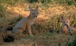 Scripture Alphabet of Animals: The Fox or&nbsp;Jackal