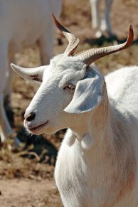 Goat with unusual horns ©WikiC