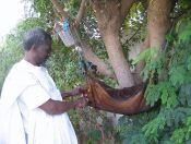 Mauritanian making a bota bag©WikiC