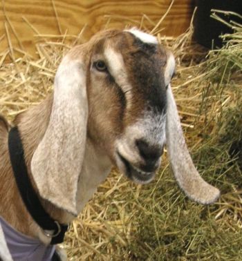 Nubian Goat with long ears ©WikiC