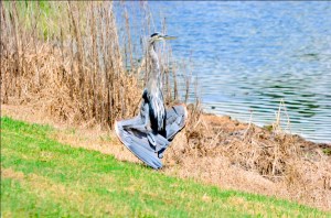 Great Blue Heron sunning by Dan