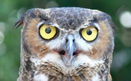 Old Mr. Owl Writes A&nbsp;Book