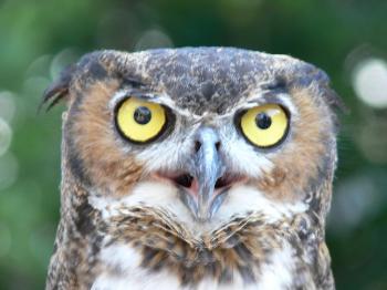Great Horned Owl - Lowry Pk Zoo by Lee