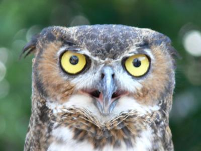 Great Horned Owl - Lowry Pk Zoo by Lee