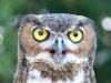 Great Horned Owl - Lowry Pk Zoo by Lee
