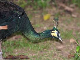 Green Peafowl (Pavo muticus) by Ian