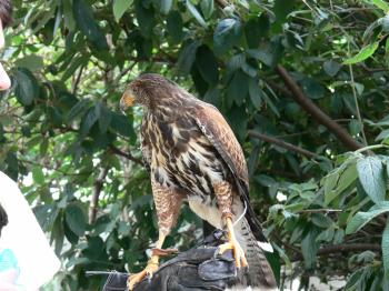 Harris's Hawk at NA by Lee