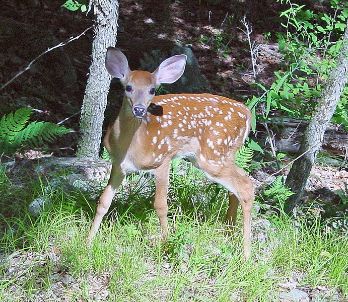 Fawn ©WikiC