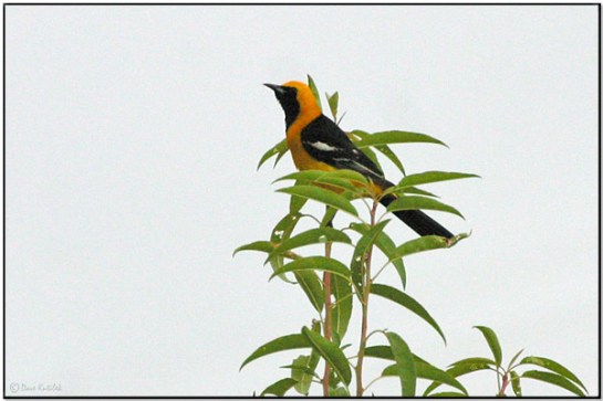 Hooded Oriole (Icterus cucullatus) by Daves BirdingPix