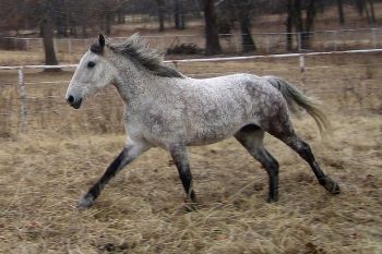 Horse - Galloping Bashkir curly©WikiC Horse - Galloping Bashkir curly©WikiC