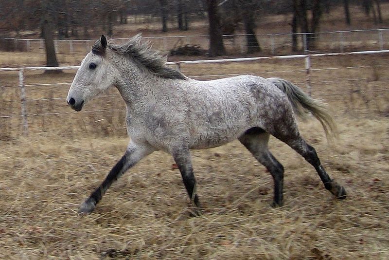 Horse - Galloping Bashkir curly©WikiC