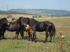 Horses ©WikiC
