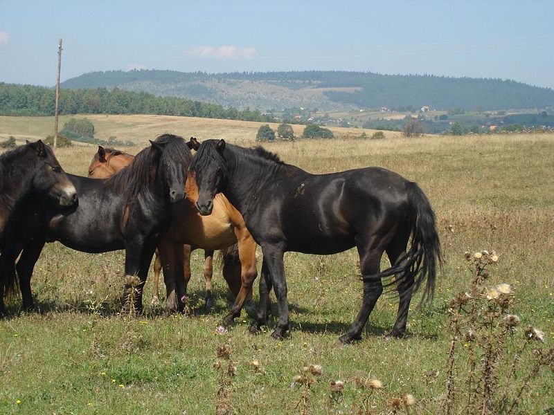 Horses ©WikiC