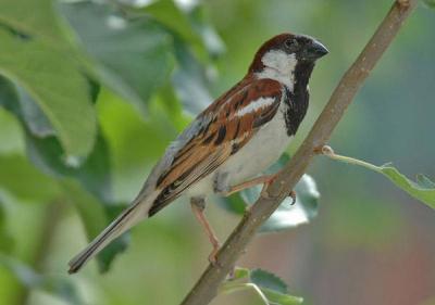 House Sparrow (Passer domesticus) by Nikhil