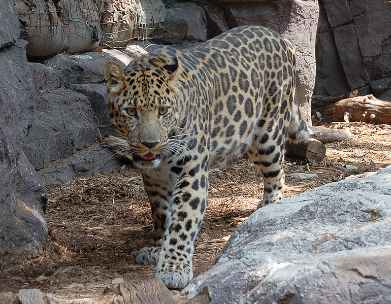 Leopard - Amur Leopard Panthera pardus orientalis Facing Forward