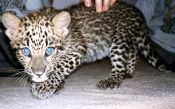 Leopard - Baby spotted leopard ©WikiC