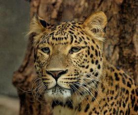 Leopard - Panthera pardus japonensis ©WikiC