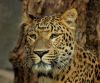 Leopard - Panthera pardus japonensis ©WikiC