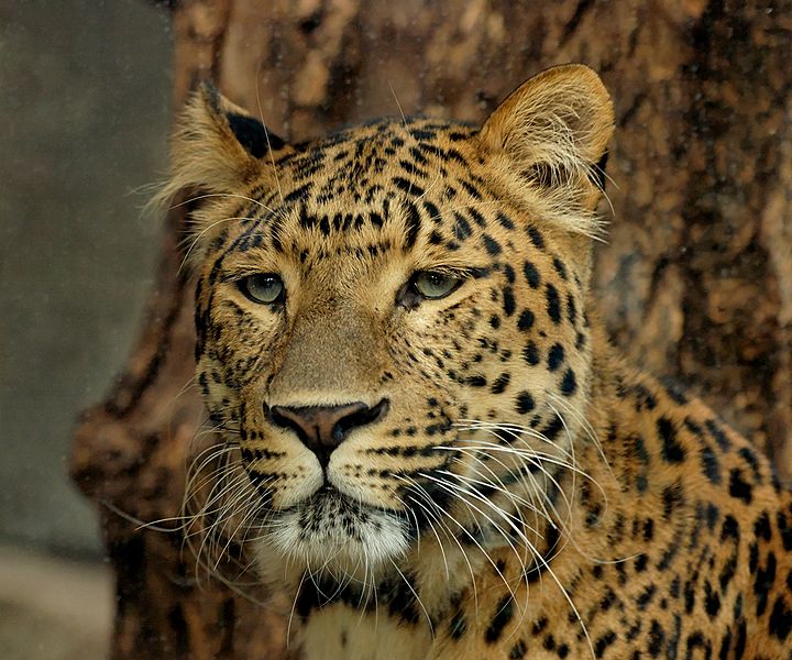 Leopard - Panthera pardus japonensis ©WikiC