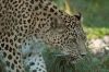 Leopard - Persischer leopard ©WikiC