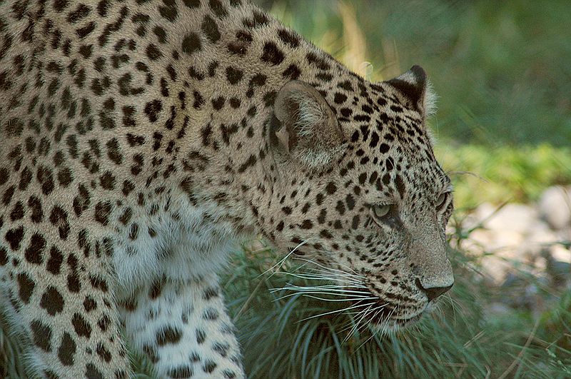 Leopard - Persischer leopard ©WikiC