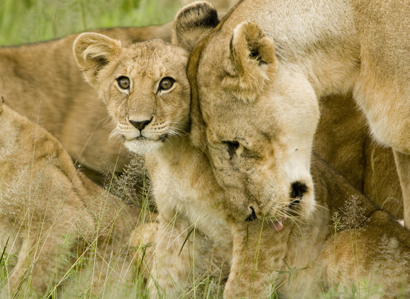 Lion cub with mother ©WikiC