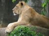 Lioness at Louisville Zoo ©WikiC