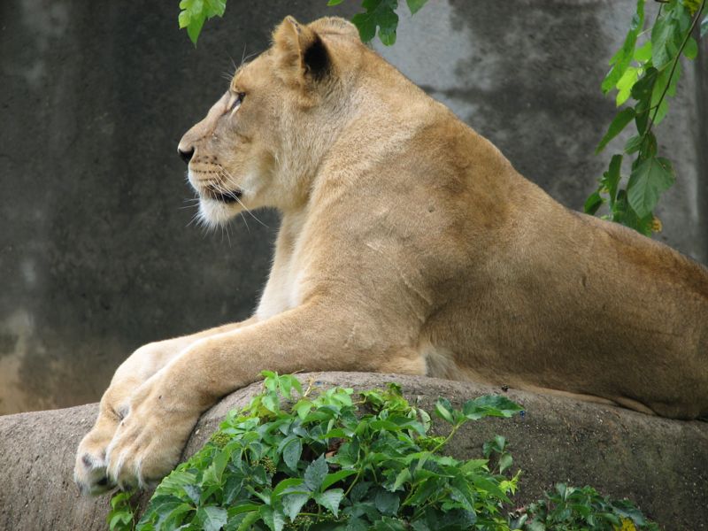 Lioness at Louisville Zoo ©WikiC