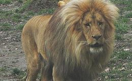 Scripture Alphabet of Animals: The&nbsp;Lion