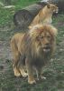 Lions ©WikiC