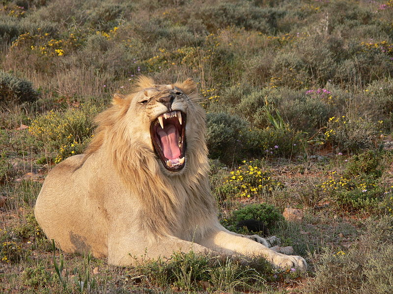 Roaring Lion ©WikiC