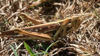 Desert Locust (Schistocerca gregaria)©WikiC