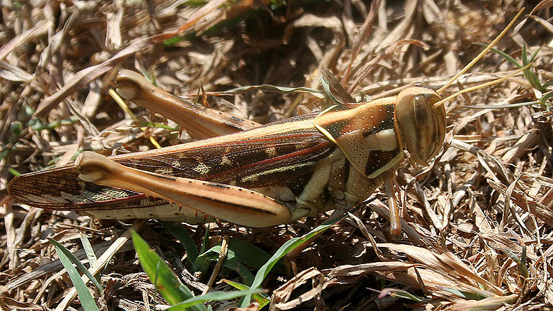 Desert Locust (Schistocerca gregaria)©WikiC