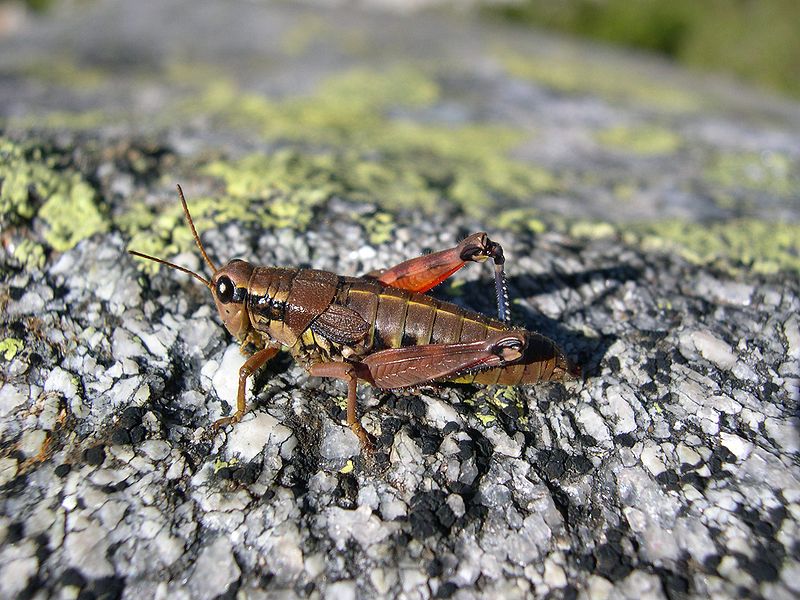 Locust ©WikiC