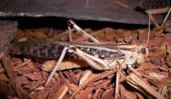 Locust - Locust2 ©WikiC Locust ©WikiC