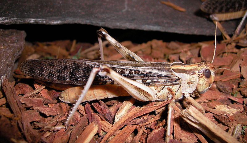 Locust ©WikiC