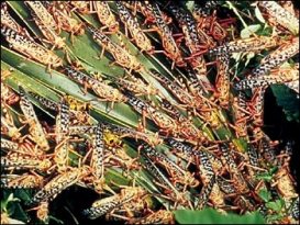 Locusts feeding ©WikiC