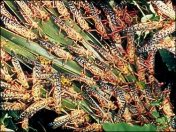 Locusts feeding ©WikiC