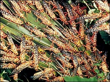 Locusts feeding ©WikiC