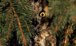 Birds of the Bible – Long-eared&nbsp;Owl