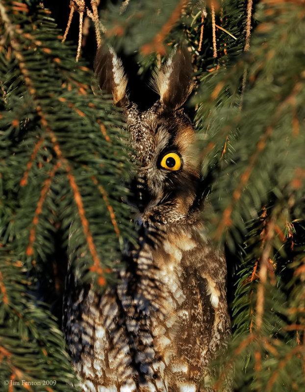 Long-eared Owl (Asio otus) by J Fenton