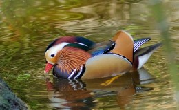 Paintbrush Birds – Mandarin&nbsp;Duck
