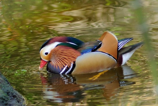 Mandarin Duck (Aix galericulata) by