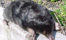 Scripture Alphabet of Animals: The&nbsp;Mole